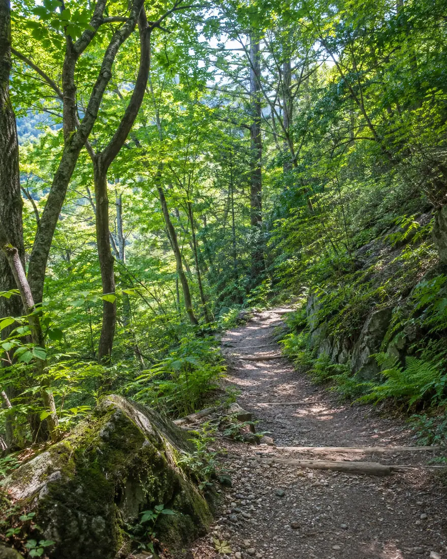 新緑の木々に囲まれた、なだらかな山道